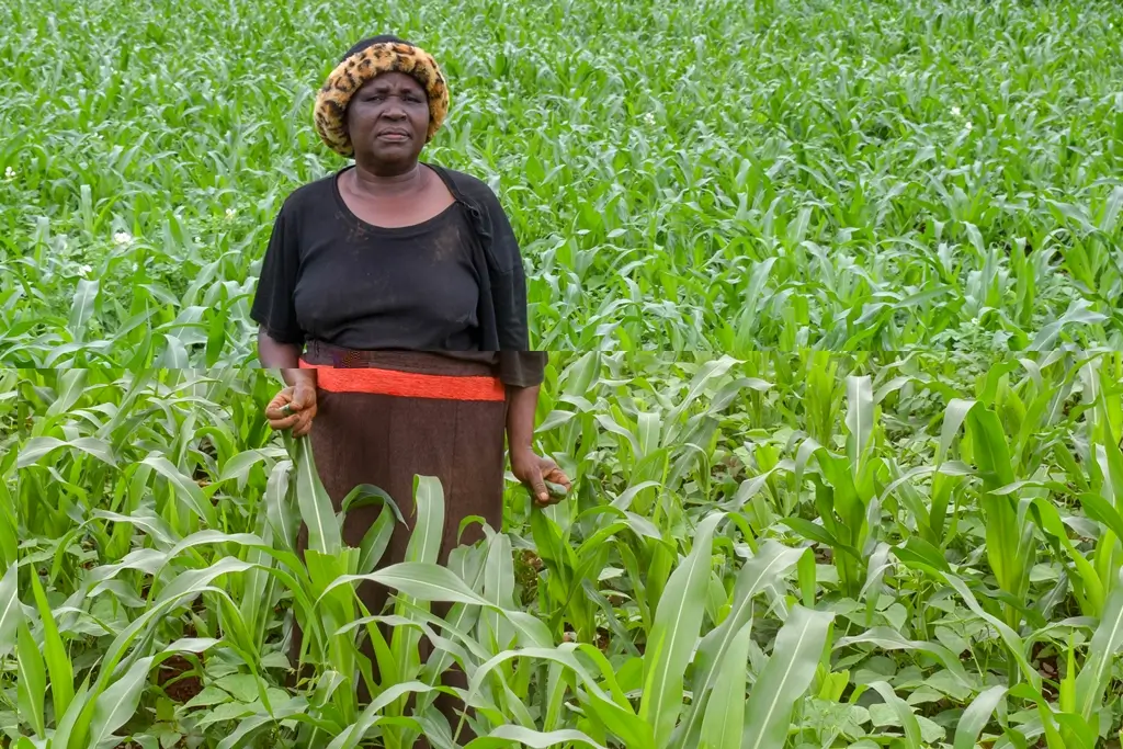 A woman farmer stands in her field of young corn