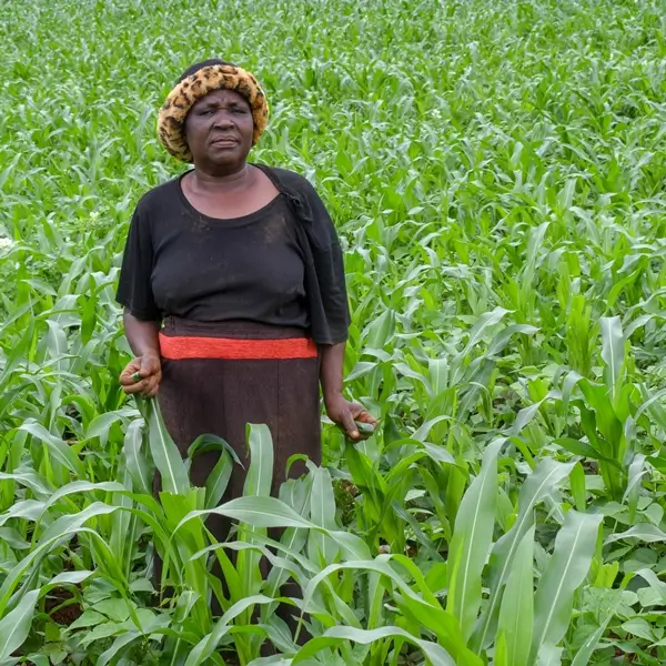 Woman farmer in a field of maize