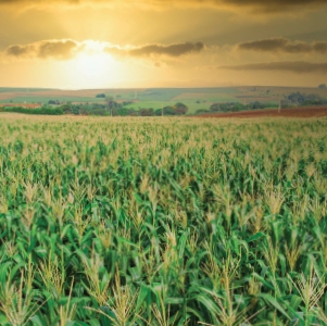 Farmland with crops